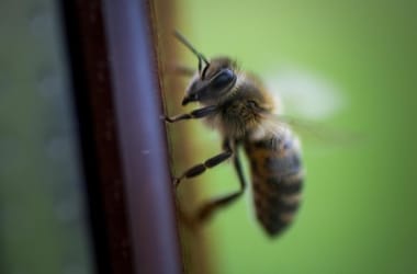 Thumbnail for 6990327