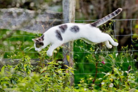 Thumbnail for 6991028