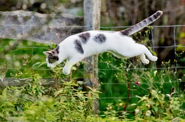 Thumbnail for 6991028