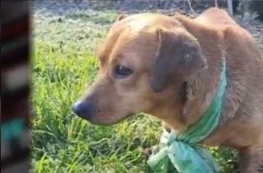 Thumbnail for 6991153