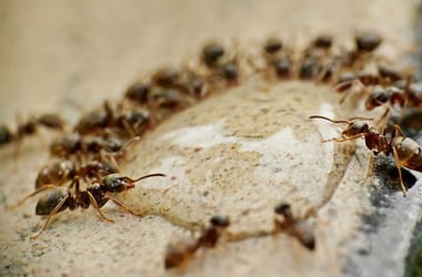 Thumbnail for 6991306