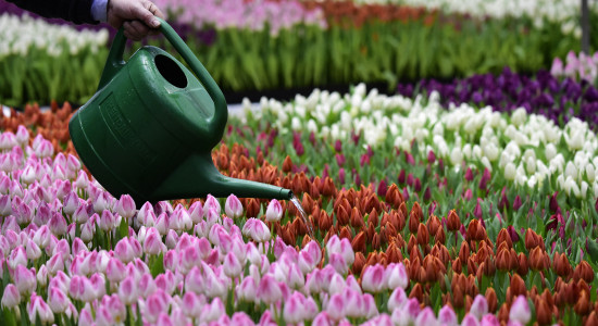 Thumbnail for 6993741