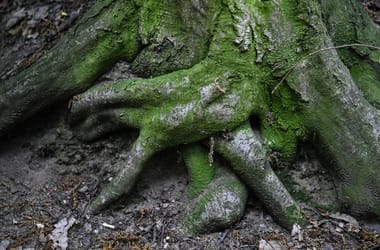 Thumbnail for 6995248