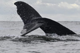 Thumbnail for 6998156