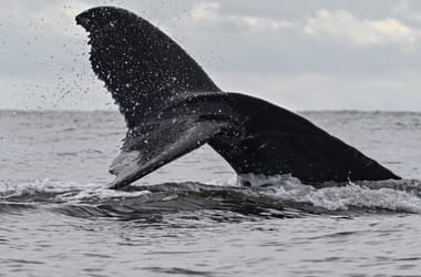 Thumbnail for 6998156