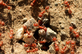 Thumbnail for 6999175