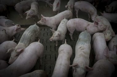 Thumbnail for 6999713