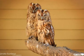 Thumbnail for 6999733