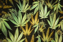 Thumbnail for 7001888