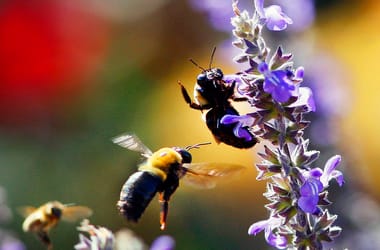 Thumbnail for 7002209