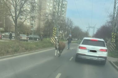 Thumbnail for 7002690