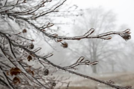 Thumbnail for 7004431