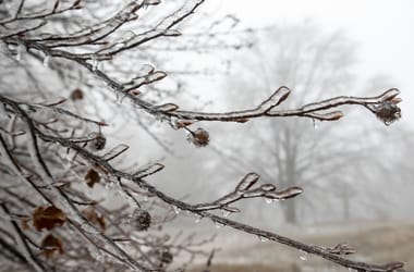 Thumbnail for 7004431