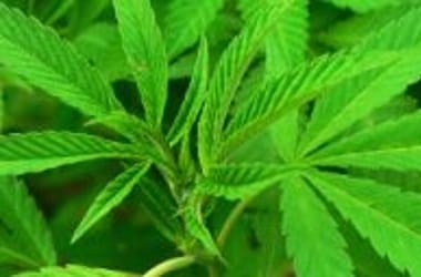 Thumbnail for 7004512