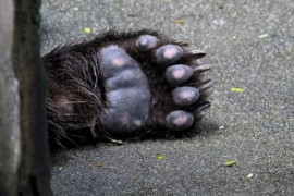 Thumbnail for 7005505