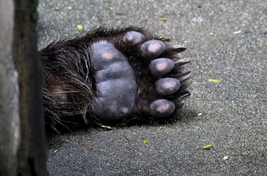 Thumbnail for 7005505