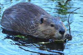 Thumbnail for 7006547