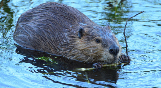 Thumbnail for 7006547