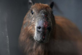 Thumbnail for 7008222