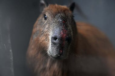 Thumbnail for 7008222