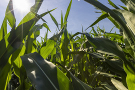 Thumbnail for 7008230