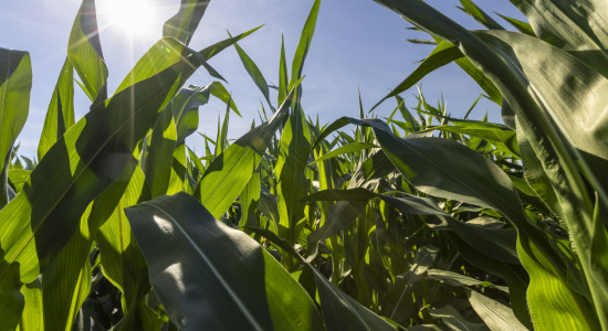 Thumbnail for 7008230