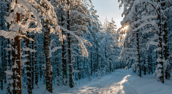 Thumbnail for 7009511