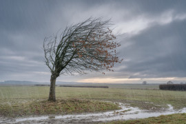 Thumbnail for 7011148