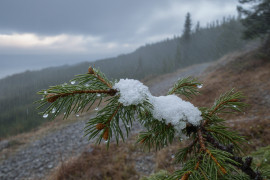 Thumbnail for 7011415