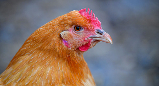 Thumbnail for 7014624