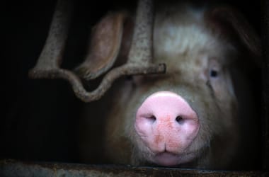 Thumbnail for 7016117