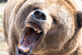 Thumbnail for 7016906