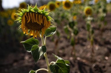 Thumbnail for 7019677