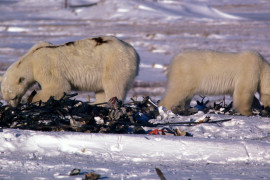 Thumbnail for 7019840