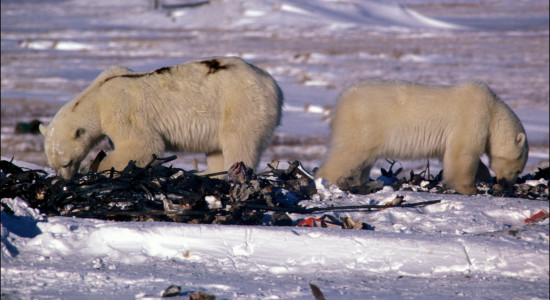 Thumbnail for 7019840