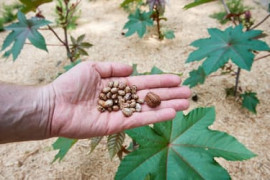 Thumbnail for 7020435