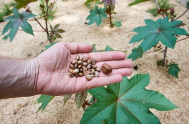 Thumbnail for 7020435