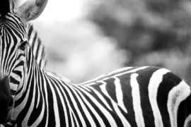 Thumbnail for 7020752