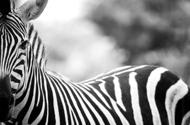 Thumbnail for 7020752