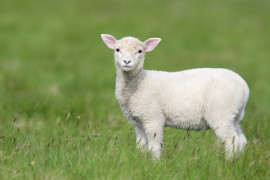 Thumbnail for 7020956