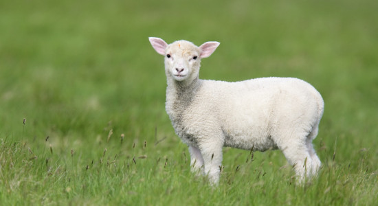 Thumbnail for 7020956