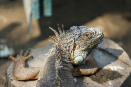 Thumbnail for 7021963