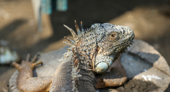 Thumbnail for 7021963