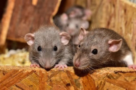 Thumbnail for 7022323