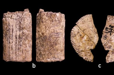 Thumbnail for 7022875