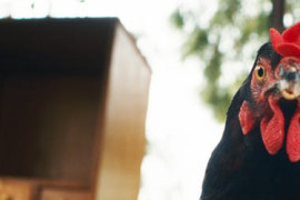 Thumbnail for 7022883