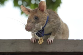 Thumbnail for 7026276