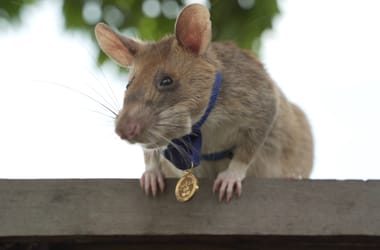 Thumbnail for 7026276