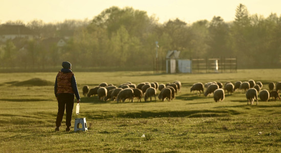 Thumbnail for 7026799