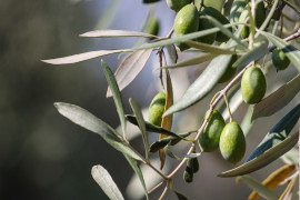 Thumbnail for 7027252